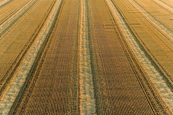 Day, Richard and Susan 아티스트의 Aerial view of rows of wheat straw before baling-Marion County-Illinois작품입니다.